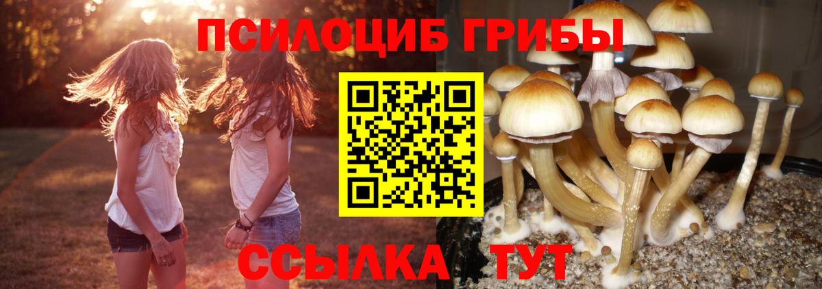 Губкин  Галлюциногенные грибы GOLDEN TEACHER  Вход с VPN 